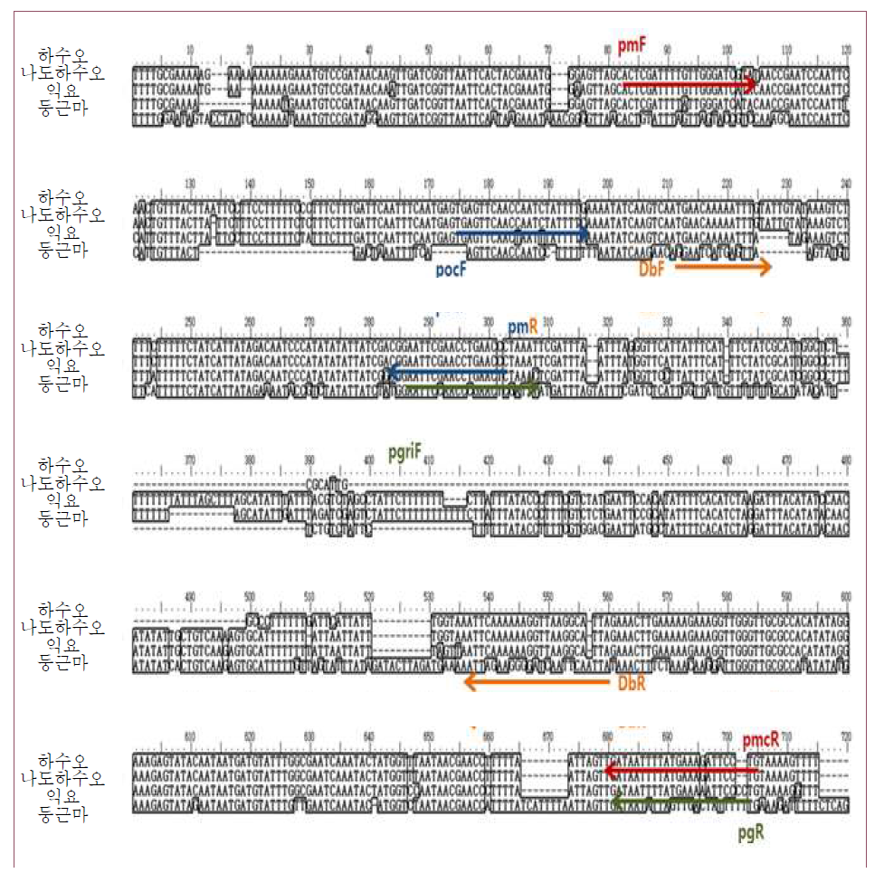 atpB-rbcL에 대한 P. multiflorum, P. ciliinerve, P. giraldii 및 D. bulbifera 특이 프라이머 디자인