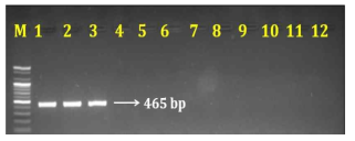 PCR 산물에 대한 젤 이미지. lane M: 100 bp DNA ladder; ; lane 1-3: 하수오(P . multiflorum); lane 4-6: 나도하수오(P . ciliinerve ); lane 7-9: 익요(P . giraldii ) ; lane 10-12: 둥근마(D. bulbifera)