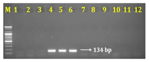 PCR 산물에 대한 젤 이미지. lane M: 100 bp DNA ladder; ; lane 1-3: 하수오(P. multiflorum); lane 4-6: 나도하수오(P. ciliinerve); lane 7-9: 익요(P. giraldii) ; lane 10-12: 둥근마(D. bulbifera)