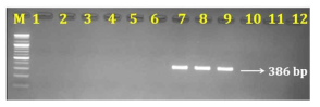 PCR 산물에 대한 젤 이미지. lane M: 100 bp DNA ladder; ; lane 1-3: 하수오(P. multiflorum); lane 4-6: 나도하수오(P. ciliinerve); lane 7-9: 익요(P. giraldii) ; lane 10-12: 둥근마(D. bulbifera)