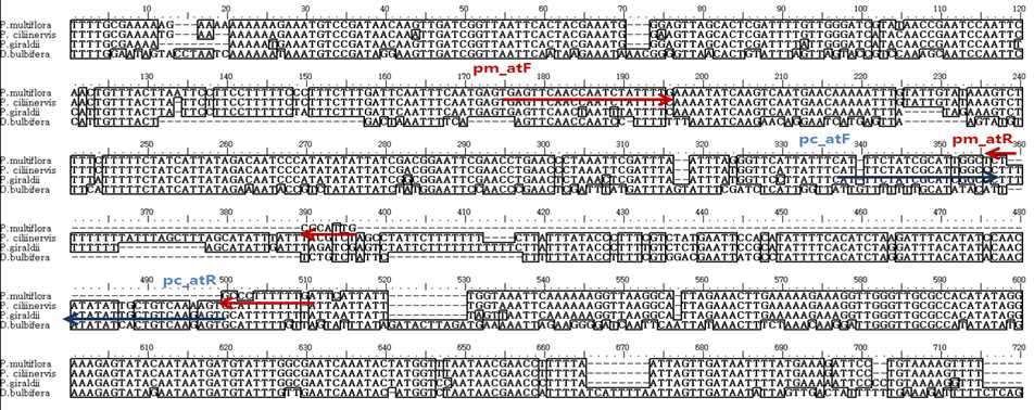atpB-rbcL에 대한 P. multiflorum, P. ciliinerve, P. giraldii 및 D. bulbifera 특이 프라이머 디자인