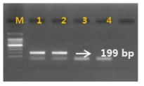 PCR 산물에 대한 젤 이미지. lane M: 100 bp DNA ladder; ; lane 1-3: 하수오(P. multiflorum); lane 4-6: 나도하수오(P. ciliinerve)