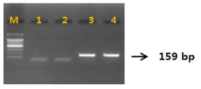 PCR 산물에 대한 젤 이미지. lane M: 100 bp DNA ladder; ; lane 1-3: 하수오(P. multiflorum); lane 4-6: 나도하수오(P. ciliinerve)