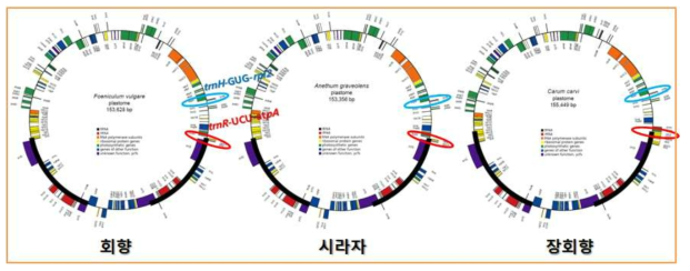 회향(F. vulgare), 시라자(A. gravelones), 장회향(C. carvi )의 엽록체 유전체 지도