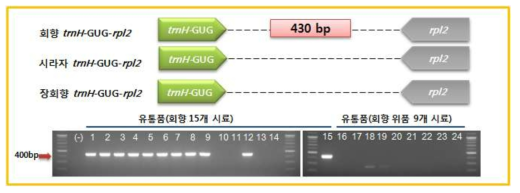 회향(F. vulgare) 특이적 변이마커 (trnH-GUG-rpl2 구간). 유통한약재 24로부터 회향 특이밴드(430 bp) 증폭여부를 통해 회향 및 위품 감별 테스트 결과. (-) Negative control, 1-15: 유통 한약재 회향, 16, 20-24: 유통한약재 시라자, 17, 20: 유통한약재 무연(상품), 18-19: 유통한약재 무연(하품)