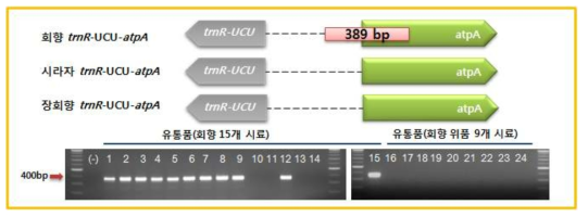 회향(F. vulgare) 특이적 변이마커 (trnR-UCU-atpA 구간). 유통한약재 24 로부터 회향 특이밴드(389 bp) 증폭여부를 통해 회향 및 위품 감별 테스트 결과. (-) Negative control, 1-15: 유통 한약재 회향, 16, 20-24: 유통한약재 시라자, 17, 20: 유통한약재 무연(상품), 18-19: 유통한약재 무연(하품)