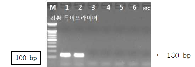 PCR 산물에 대한 젤 이미지. lane M: 100 bp DNA ladder;lane 1-2 : 강황 ; Iane 3-4 : 봉아출 ; lane 5-6 : 온울금 ; NTC : no template control