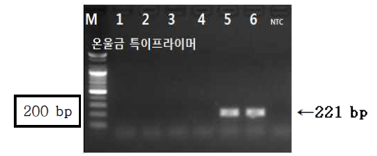 PCR 산물에 대한 젤 이미지. lane M: 100 bp DNA ladder;lane 1-2 : 강황 ; Iane 3-4 : 봉아출 ; lane 5-6 : 온울금 ; NTC : no template control