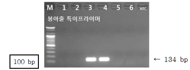 PCR 산물에 대한 젤 이미지. lane M: 100 bp DNA ladder;lane 1-2 : 강황 ; Iane 3-4 : 봉아출 ; lane 5-6 : 온울금 ; NTC : no template control