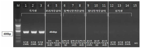 PCR 산물에 대한 젤 이미지. lane M: 100 bp DNA ladder; Lane 1-3 : 겨우살이; Lane 4-5 : 꼬리겨우살이; Lane 6-8 : 동백겨우살이; Lane 9-11 : 참나무겨우살이; Lane 12-14 : 상기생; Lane 15 : NTC