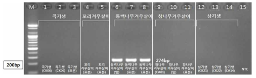 PCR 산물에 대한 젤 이미지. lane M: 100 bp DNA ladder; Lane 1-3 : 겨우살이; Lane 4-5 : 꼬리겨우살이; Lane 6-8 : 동백겨우살이; Lane 9-11 : 참나무겨우살이; Lane 12-14 : 상기생; Lane 15 : NTC