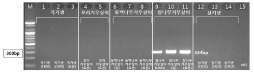 PCR 산물에 대한 젤 이미지. lane M: 100 bp DNA ladder; Lane 1-3 : 겨우살이 ; Lane 4-5 : 꼬리겨우살이 ; Lane 6-8 : 동백겨우살이 ; Lane 9-11 : 참나무겨우살이; Lane 12-14 : 상기생 ; Lane 15 : NTC