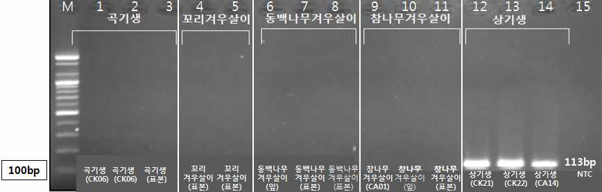 PCR 산물에 대한 젤 이미지. lane M: 100 bp DNA ladder; Lane 1-3 : 겨우살이 ; Lane 4-5 : 꼬리겨우살이 ; Lane 6-8 : 동백겨우살이 ; Lane 9-11 : 참나무겨우살이 ; Lane 12-14 : 상기생 ; Lane 15 : NTC