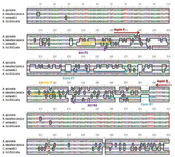 각 특이 프라이머 염기서열 상의 위치와 PCR product 크기 A. quinata, Aquin F/Aquin R; A. trifoliata, Atri F3/Atri R4; Clematis armandii, Carm F1/Carm R1, Aristolochia manshuriensis, Arism F/Arism R