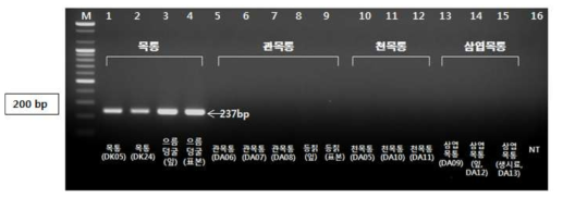 PCR 산물에 대한 젤 이미지. lane M: 100 bp DNA ladder; Lane 1-4 : 목통 ; Lane 5-9 : 관목통 ; Lane 10-12 : 천목통 ; Lane 13-15 : 삼엽목통 ; Lane 16: NT (No Target control)