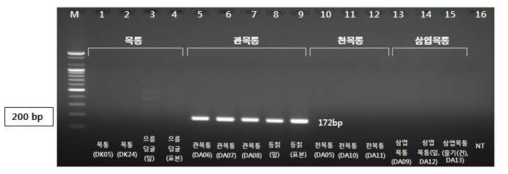 PCR 산물에 대한 젤 이미지. lane M: 100 bp DNA ladder; Lane 1-4 : 목통 ; Lane 5-9 : 관목통 ; Lane 10-12 : 천목통 ; Lane 13-15 : 삼엽목통 ; Lane 16: NT (No Target control)