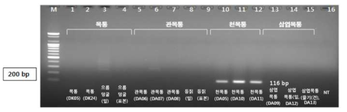 PCR 산물에 대한 젤 이미지. lane M: 100 bp DNA ladder; Lane 1-4 : 목통 ; Lane 5-9 : 관목통 ;Lane 10-12 : 천목통 ; Lane 13-15 : 삼엽목통 ; Lane 16: NT (No Target control)