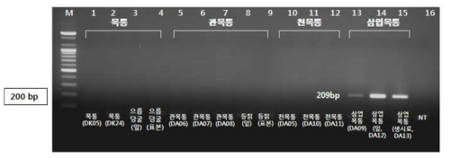 PCR 산물에 대한 젤 이미지. lane M: 100 bp DNA ladder; Lane 1-4 : 목통 ; Lane 5-9 : 관목통 ; Lane 10-12 : 천목통 ; Lane 13-15 : 삼엽목통 ; Lane 16: NT (No Target control)