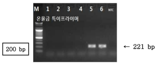 PCR 산물에 대한 젤 이미지. lane M: 100 bp DNA ladder; lane 1-2 : 강황 ; Iane 3-4 : 봉아출 ; Iane 5-6 : 온울금; NTC : No Template Control