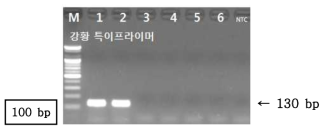 PCR 산물에 대한 젤 이미지. lane M: 100 bp DNA ladder; lane 1-2 : 강황 ; Iane 3-4 : 봉아출 ; Iane 5-6 : 온울금; NTC : No Template Control