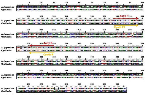 각 특이 프라이머 염기서열 위치와 크기 우슬 특이프라이머 AchyF-AchyR; 천우슬 특이프라이머 CyathF1-CyathR