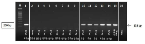 PCR 산물에 대한 젤 이미지. lane M: 100 bp DNA ladder; Lane 1 : 회우슬 ; Lane 2-9 : 천우슬 ; Lane 10-15 : 회우슬 ; Lane 16 : NTC(No Target control)