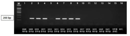 PCR 산물에 대한 젤 이미지. lane M: 100 bp DNA ladder; Lane 1 : 회우슬 ; Lane 2-9 : 천우슬 ; Lane 10-15 : 회우슬 ; Lane 16 : NTC(No Target control)