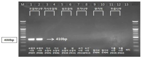 PCR 산물에 대한 젤 이미지. lane M: 100 bp DNA ladder; Lane 1-2 : 오가피 ; Lane 3-4 : 가시오갈피나무 ; Lane 5-6 : 섬오갈피나무 ; Lane 7-8 : 오가나무 ; Lane 9-10 : 향가피 ; Lane 11-12 : 두릅나무 ; Lane 13 : NTC