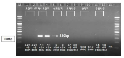 PCR 산물에 대한 젤 이미지. lane M: 100 bp DNA ladder; Lane 1-2 : 오가피 ; Lane 3-4 : 가시오갈피나무 ; Lane 5-6 : 섬오갈피나무 ; Lane 7-8 : 오가나무 ; Lane 9-10 : 향가피 ; Lane 11-12 : 두릅나무 ; Lane 13 : NTC