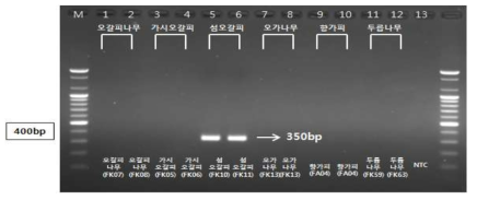 PCR 산물에 대한 젤 이미지. lane M: 100 bp DNA ladder; Lane 1-2 : 오가피 ; Lane 3-4 : 가시오갈피나무 ; Lane 5-6 : 섬오갈피나무 ; Lane 7-8 : 오가나무 ; Lane 9-10 : 향가피 ; Lane 11-12 : 두릅나무 ; Lane 13 : NTC