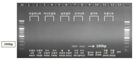 PCR 산물에 대한 젤 이미지. lane M: 100 bp DNA ladder; Lane 1-2 : 오가피 ; Lane 3-4 : 가시오갈피나무 ; Lane 5-6 : 섬오갈피나무 ; Lane 7-8 : 오가나무 ; Lane 9-10 : 향가피 ; Lane 11-12 : 두릅나무 ; Lane 13 : NTC