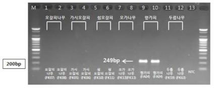 PCR 산물에 대한 젤 이미지. lane M: 100 bp DNA ladder; Lane 1-2 : 오가피 ; Lane 3-4 : 가시오갈피나무 ; Lane 5-6 : 섬오갈피나무 ; Lane 7-8 : 오가나무 ; Lane 9-10 : 향가피 ; Lane 11-12 : 두릅나무 ; Lane 13 : NTC