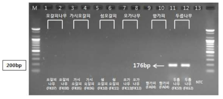 PCR 산물에 대한 젤 이미지. lane M: 100 bp DNA ladder; Lane 1-2 : 오가피 ; Lane 3-4 : 가시오갈피나무 ; Lane 5-6 : 섬오갈피나무 ; Lane 7-8 : 오가나무 ; Lane 9-10 : 향가피 ; Lane 11-12 : 두릅나무 ; Lane 13 : NTC