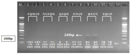 PCR 산물에 대한 젤 이미지. lane M: 100 bp DNA ladder; Lane 1-2 : 오가피 ; Lane 3-4 : 가시오갈피나무 ; Lane 5-6 : 섬오갈피나무 ; Lane 7-8 : 오가나무 ; Lane 9-10 : 향가피 ; Lane 11-12 : 두릅나무 ; Lane 13 : NTC