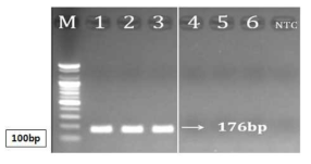 PCR 산물에 대한 젤 이미지. lane M: 100 bp DNA ladder; Lane 1-3 : 종대황 ; Lane 4-6 : 대황(장엽대황, 약용대황, 탕구트대황)