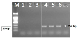 PCR 산물에 대한 젤 이미지. lane M: 100 bp DNA ladder; Lane 1-3 : 종대황 ; Lane 4-6 : 대황(장엽대황, 약용대황, 탕구트대황)