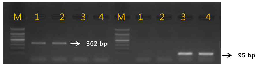 Gel image of PCR products. lane M: 100 bp DNA ladder; lane 1-2 : L. japonica ; Iane 3-4 : L. macranthoides