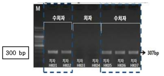 PCR 산물에 대한 젤 이미지. M 100 bp DNA ladder lane 1-2, 5-7 : 수치자 (G. jasminoides var. grandiflora) ;lane 3-4 : 치자(G. jasminoides)