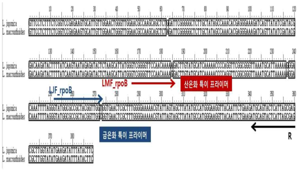 rpoB 구간에 대한 L. japonica과 L. macranthoides의 특이 프라이머 디자인