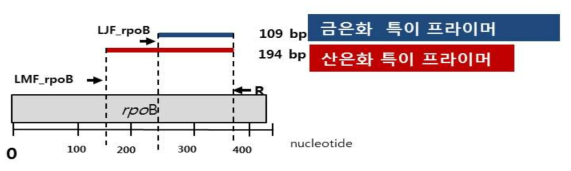 각 특이 프라이머 사이즈