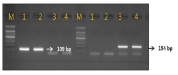Gel image of PCR products. lane M: 100 bp DNA ladder; lane 1-2 : L. japonica ; lane 3-4 : L. macranthoides