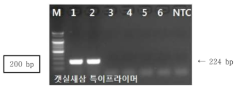 PCR 산물에 대한 젤 이미지. lane M: 100 bp DNA ladder; lane 1-2 : 갯실새삼 ; lane 3-4 : 미국실새삼 ; Iane 5-6 : 새삼; NTC : No Template Control