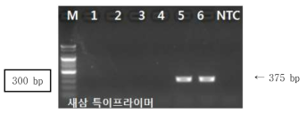 PCR 산물에 대한 젤 이미지. lane M: 100 bp DNA ladder; lane 1-2 : 갯실새삼 ; lane 3-4 : 미국실새삼 ; Iane 5-6 : 새삼; NTC : No Template Control