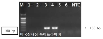 PCR 산물에 대한 젤 이미지. lane M: 100 bp DNA ladder; lane 1-2 : 갯실새삼 ; lane 3-4 : 미국실새삼 ; Iane 5-6 : 새삼; NTC : No Template Control