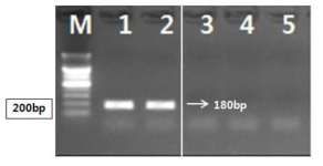 PCR 산물에 대한 젤 이미지. lane M: 100 bp DNA ladder; Lane 1-2 : 음나무 중국산 ; Lane 3-5 : 음나무 국산