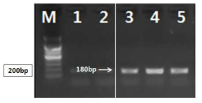 PCR 산물에 대한 젤 이미지. lane M: 100 bp DNA ladder; Lane 1-2 : 음나무 중국산 ; Lane 3-5 : 음나무 국산
