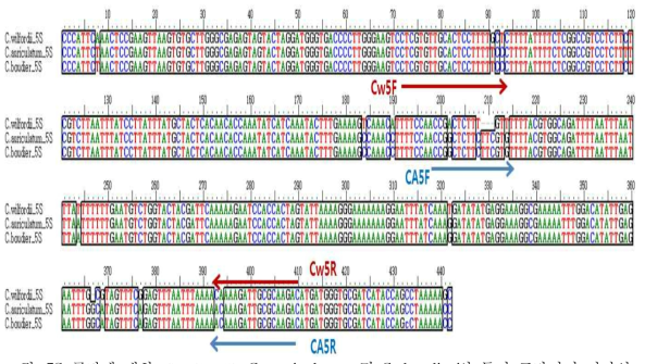 5S 구간에 대한 C. wilfordii, C. auriculatum 및 C. boudieri의 특이 프라이머 디자인