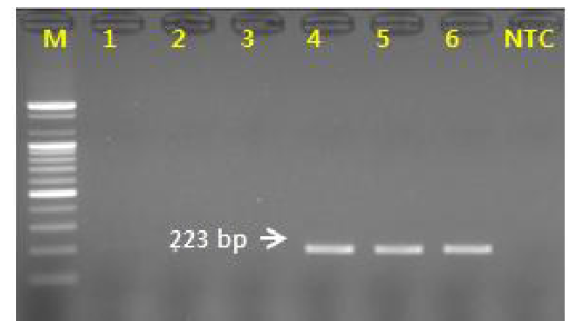 PCR 산물에 대한 젤 이미지. lane M: 100 bp DNA ladder; lane 1-3: 백수오(Cyanchum wilfordii);lane 4-5: 이엽우피소(Cyanchum auriculatum); 6 lane: 절관우피소(C. boudieri) lane 7 : NTC(No Template Control)