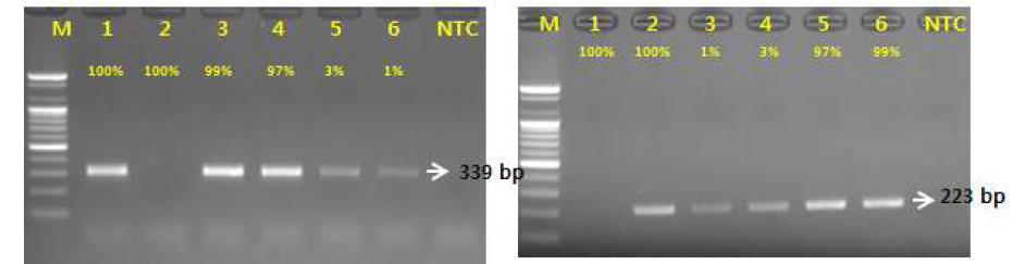 PCR 산물에 대한 젤 이미지. Lane M: 100bp DNA ladder; lane 1: 백수오 lane 2: 이엽우피소 lane 3: 혼합(백수오 99 % + 이엽우피소 1 %) lane 4: 혼합(백수오 97 % + 이엽우피소 3 %) lane 5 : 혼합(백수오 3 % + 이엽우피소 97 %) lane 6 : 혼합(백수오 1 % + 이엽우피소 99 %) 7. NTC(No Template Control)
