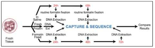 FFPE 제작방법 (Saline처리, Formalin고정 시간)에 따른 실험 디자인 (J Mol Diagn 2013 Sep;15(5):623-33)